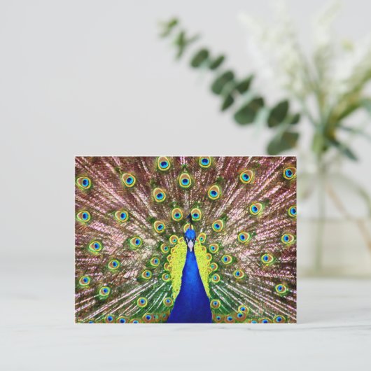 PEACOCK POSTKARTE (Stehend Vorderseite)