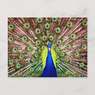 PEACOCK POSTKARTE