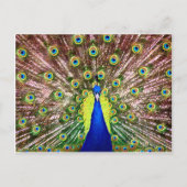 PEACOCK POSTKARTE (Vorderseite)