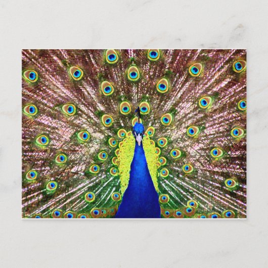 PEACOCK POSTKARTE (Vorderseite)