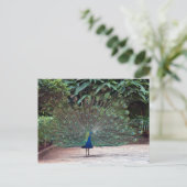 Peacock Postkarte (Stehend Vorderseite)