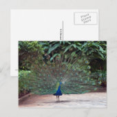 Peacock Postkarte (Vorne/Hinten)