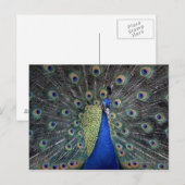 Peacock Postkarte (Vorne/Hinten)