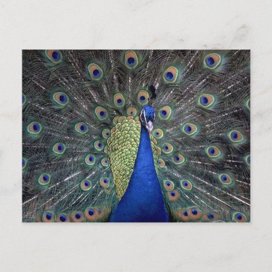 Peacock Postkarte (Vorderseite)
