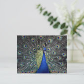 Peacock Postkarte (Stehend Vorderseite)