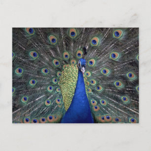 Peacock Postkarte