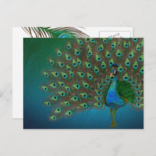 Peacock Postkarte (Vorne/Hinten)