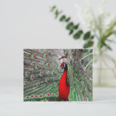 Peacock Postkarte (Stehend Vorderseite)