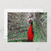 Peacock Postkarte (Vorne/Hinten)