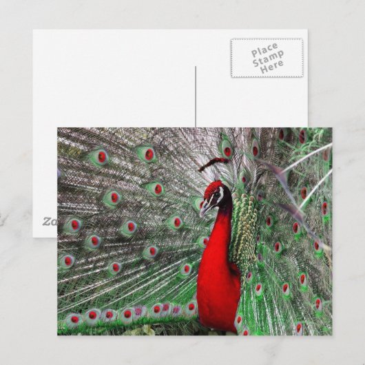 Peacock Postkarte (Vorne/Hinten)