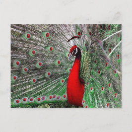 Peacock Postkarte