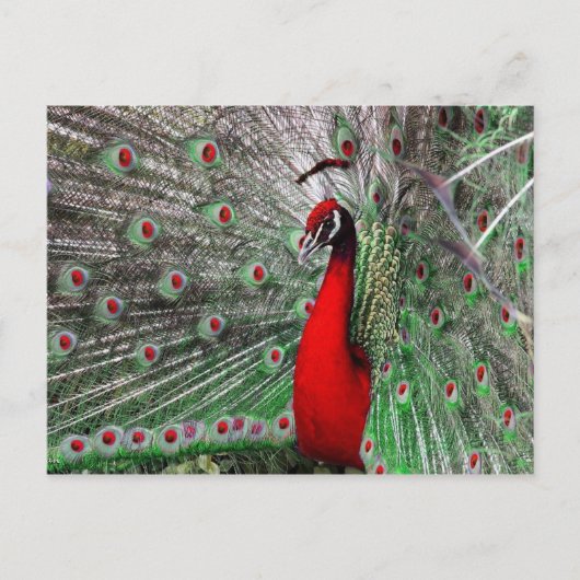 Peacock Postkarte (Vorderseite)