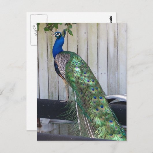 Peacock Postkarte (Vorne/Hinten)