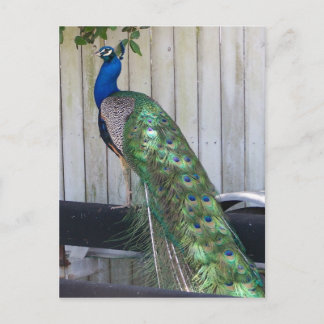 Peacock Postkarte
