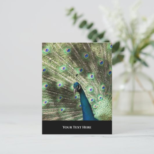 Peacock Postkarte (Stehend Vorderseite)