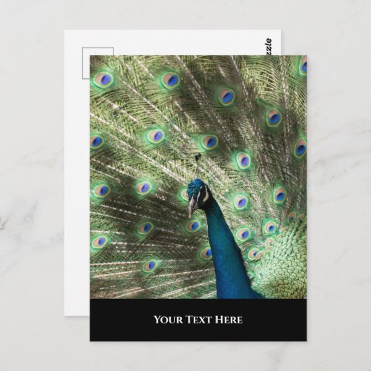 Peacock Postkarte (Vorne/Hinten)
