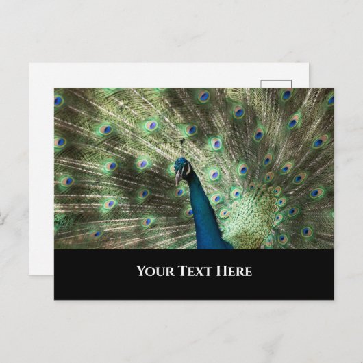Peacock Postkarte (Vorne/Hinten)
