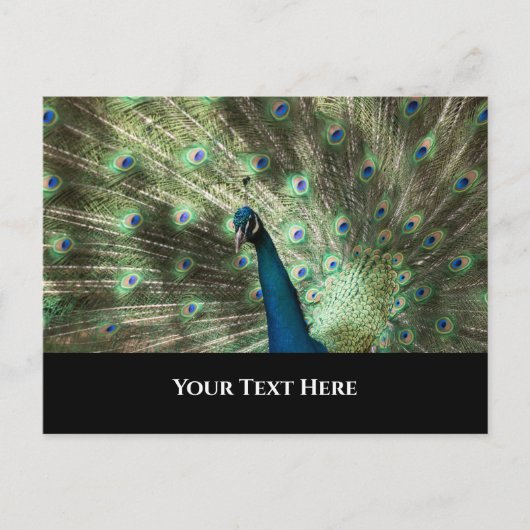 Peacock Postkarte (Vorderseite)