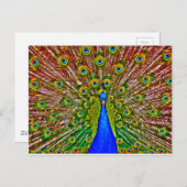 Peacock Postkarte (Vorne/Hinten)