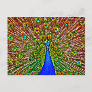 Peacock Postkarte