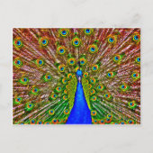 Peacock Postkarte (Vorderseite)
