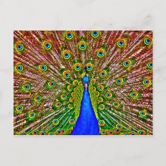 Peacock Postkarte (Vorderseite)