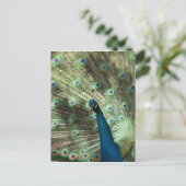 Peacock Postkarte (Stehend Vorderseite)