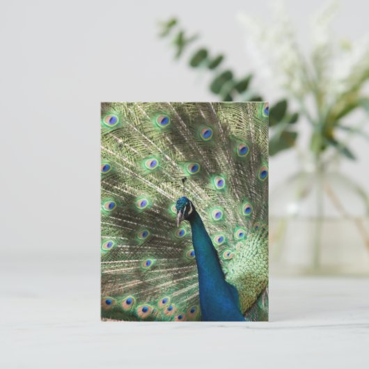 Peacock Postkarte (Stehend Vorderseite)