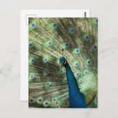 Peacock Postkarte (Vorne/Hinten)