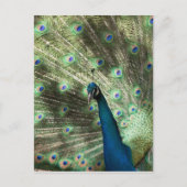 Peacock Postkarte (Vorderseite)