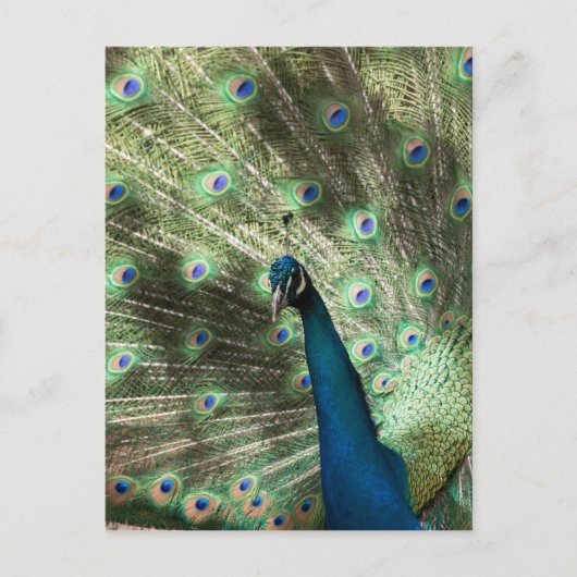 Peacock Postkarte (Vorderseite)