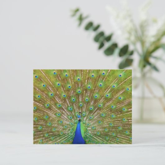 Peacock Postkarte (Stehend Vorderseite)