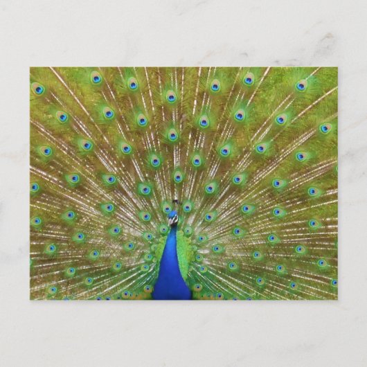 Peacock Postkarte (Vorderseite)