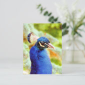 PEACOCK POSTKARTE (Stehend Vorderseite)
