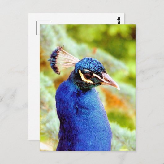 PEACOCK POSTKARTE (Vorne/Hinten)