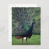 Peacock Postkarte (Vorne/Hinten)