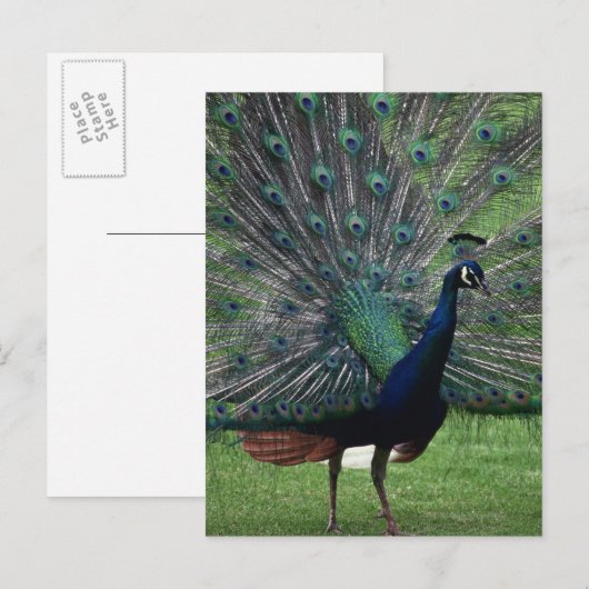 Peacock Postkarte (Vorne/Hinten)