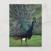 Peacock Postkarte (Vorderseite)