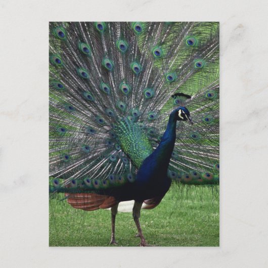 Peacock Postkarte (Vorderseite)