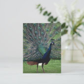 Peacock Postkarte (Stehend Vorderseite)