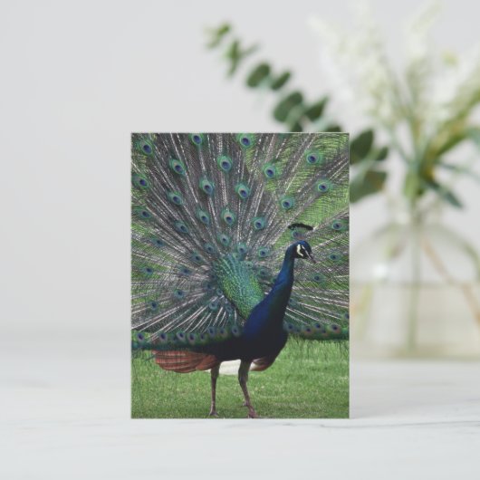 Peacock Postkarte (Stehend Vorderseite)