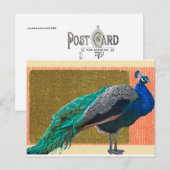 Peacock Postkarte (Vorne/Hinten)