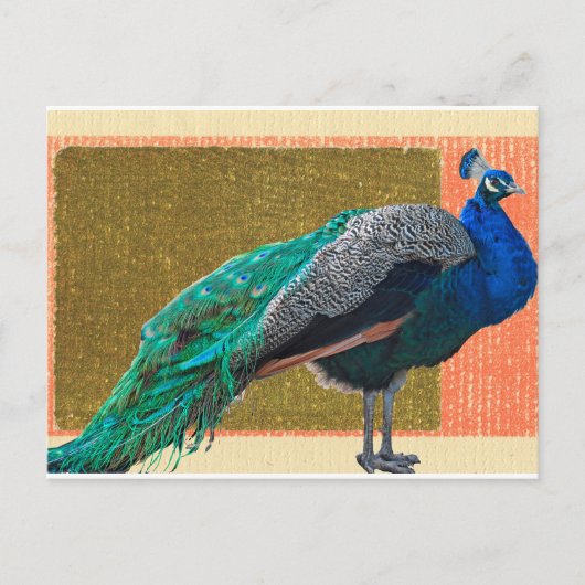 Peacock Postkarte (Vorderseite)