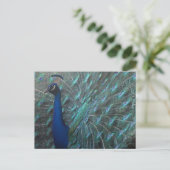 Peacock Postkarte (Stehend Vorderseite)