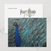 Peacock Postkarte (Vorne/Hinten)