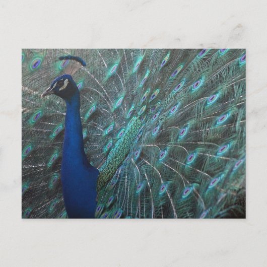 Peacock Postkarte (Vorderseite)