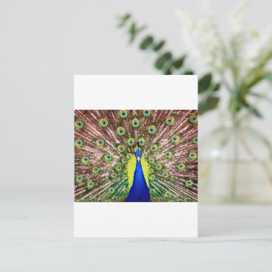 PEACOCK POSTKARTE (Stehend Vorderseite)
