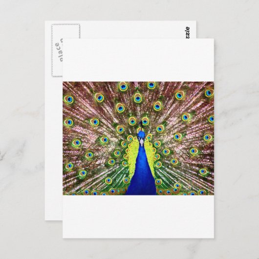 PEACOCK POSTKARTE (Vorne/Hinten)