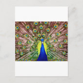 PEACOCK POSTKARTE (Vorderseite)