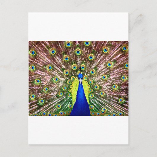 PEACOCK POSTKARTE (Vorderseite)
